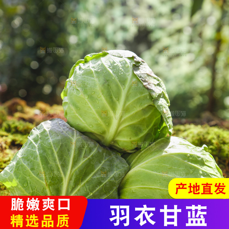 草地上放着绿甘蓝