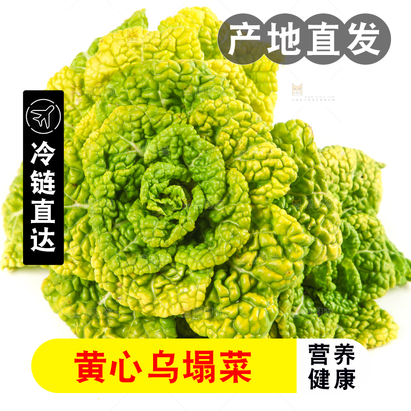 白底上摆放着黄心白菜