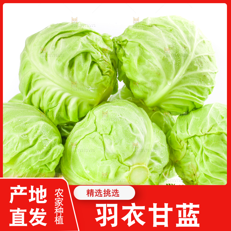 白底上摆放着包菜