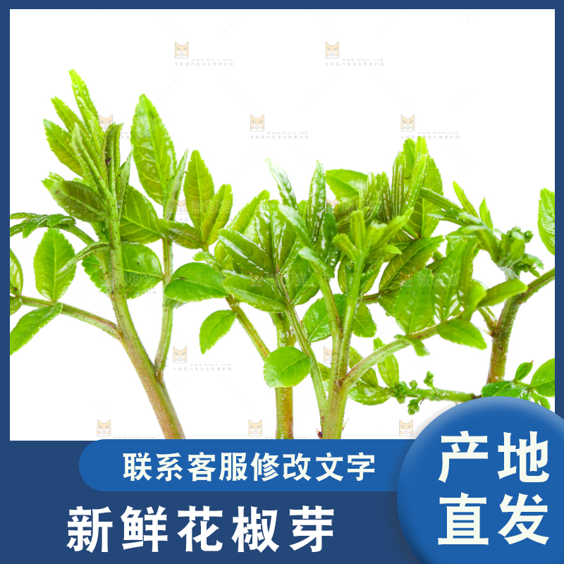 白底上的新鲜花椒芽