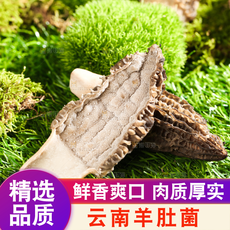 切开的羊肚菌放在草地上
