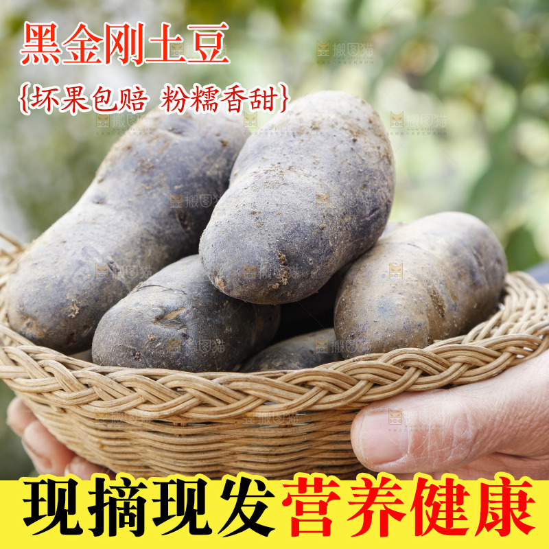 手里拿着农家紫土豆