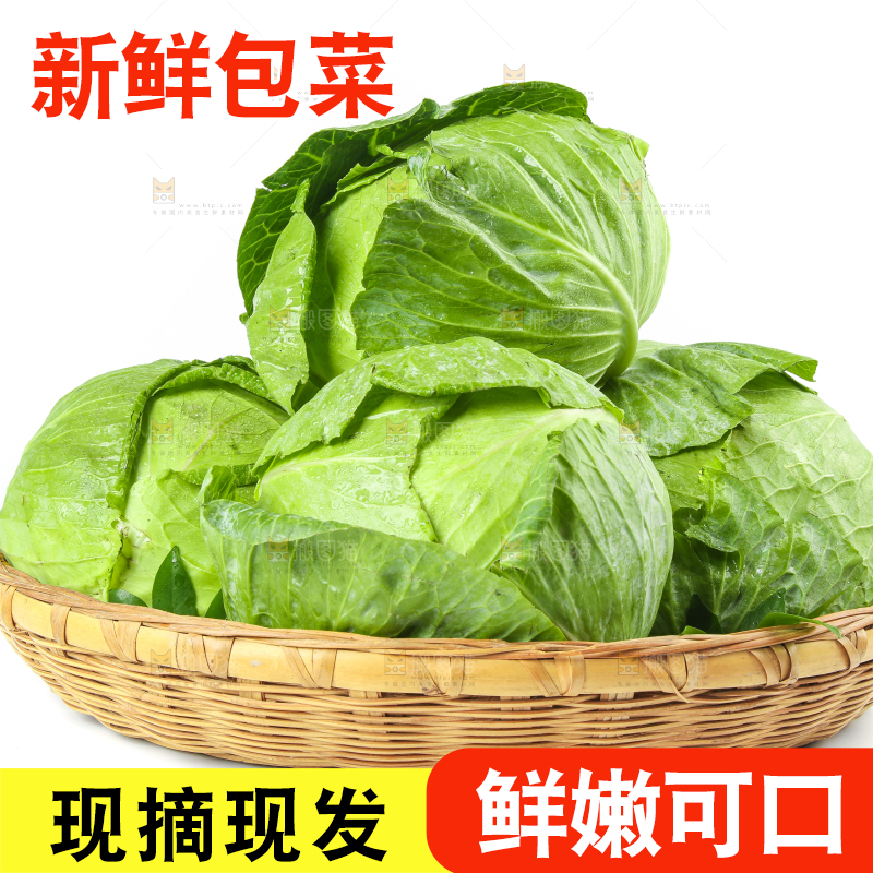 一筐新鲜包心菜放在白底上