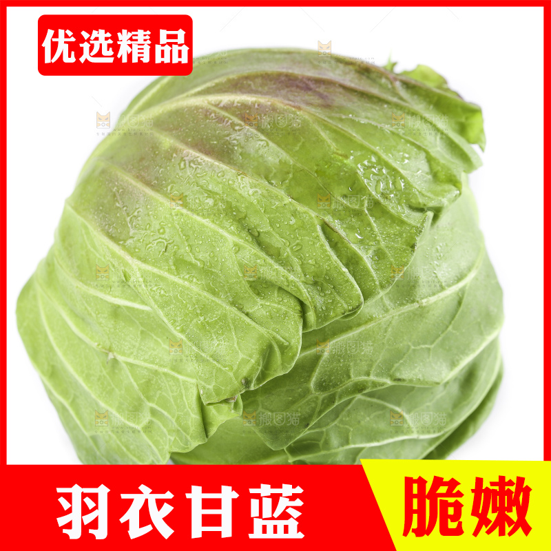 白底上摆放着甘蓝
