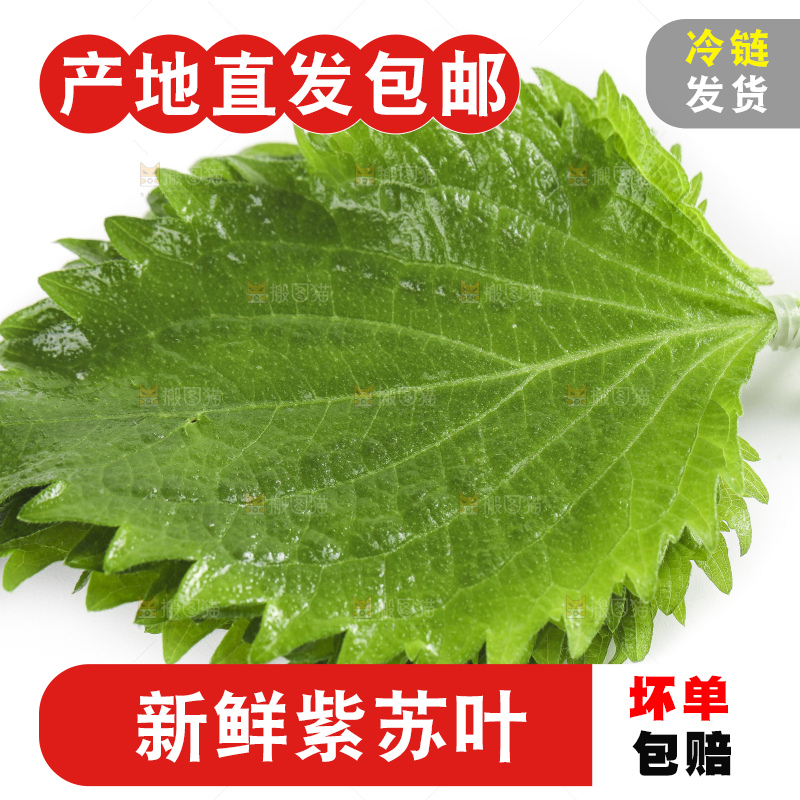 白底上的绿紫苏叶