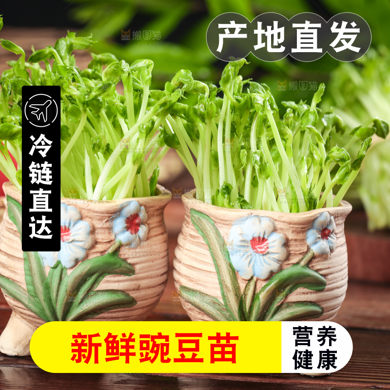 木板上放着豌豆芽