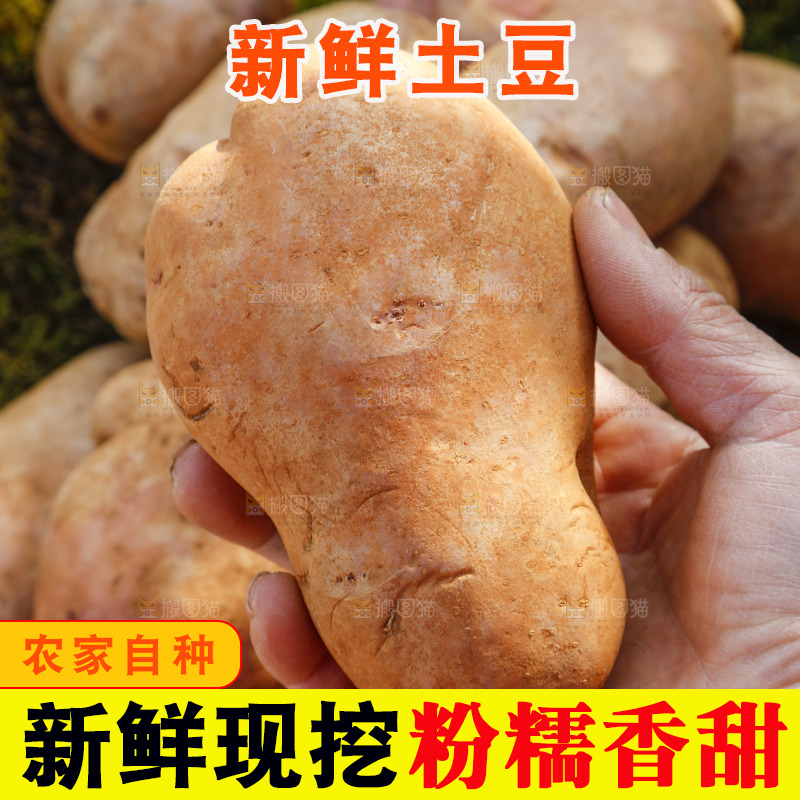 手里拿着丽江七彩土豆