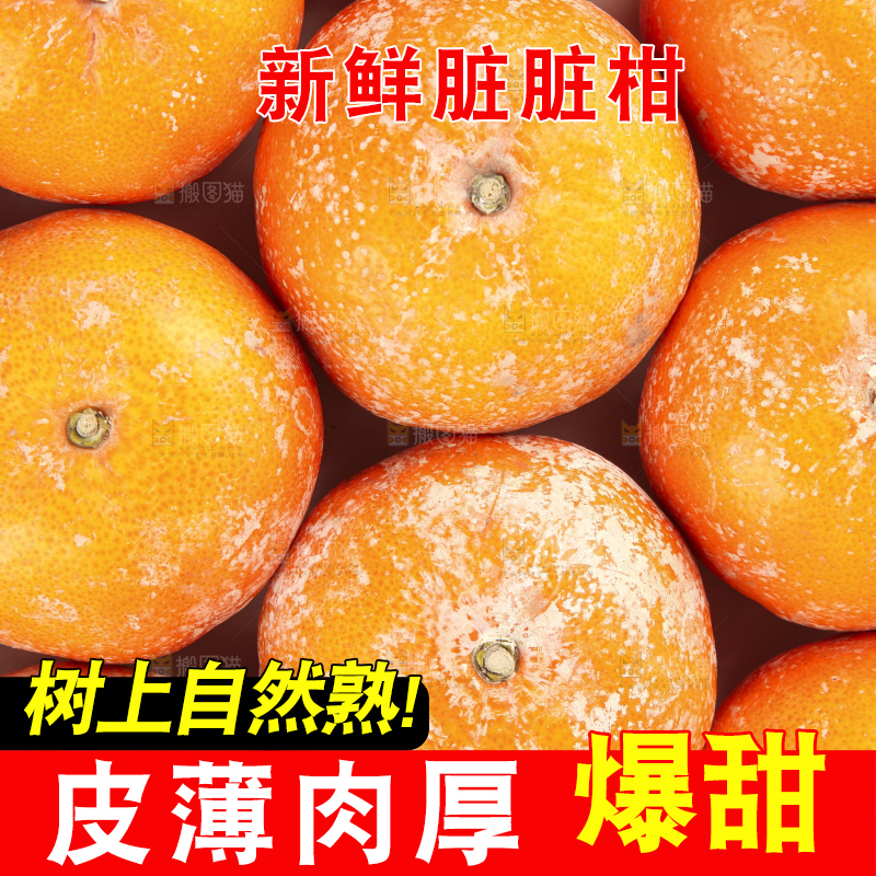 浅底上的武鸣茂谷柑