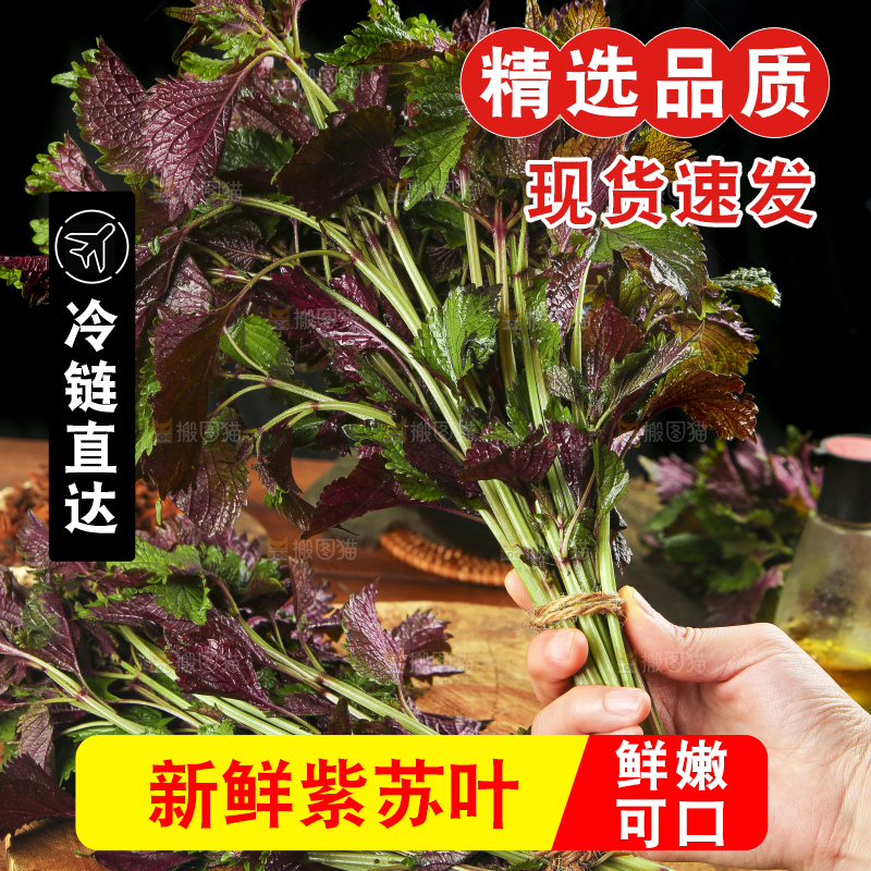 手拿紫苏叶