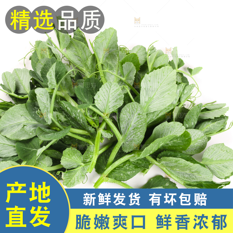 白底上摆放着新鲜豌豆苗