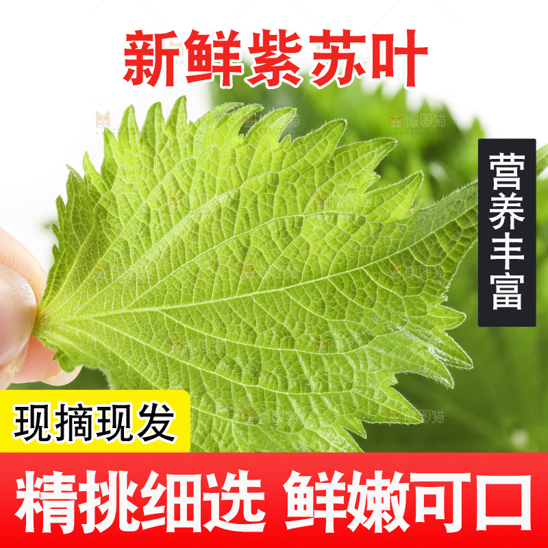 手拿紫苏叶