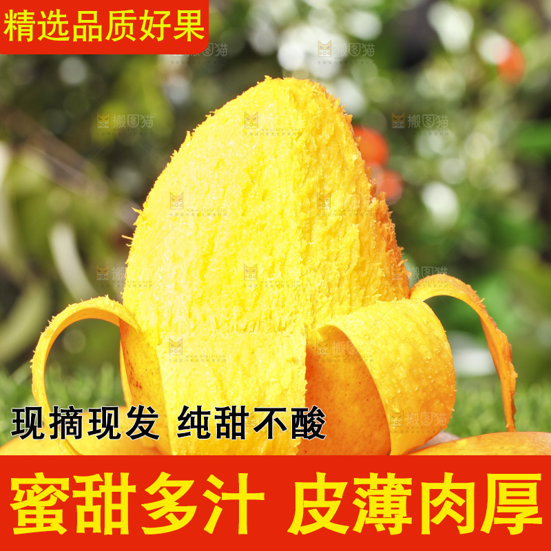 草地上剥皮的小台芒