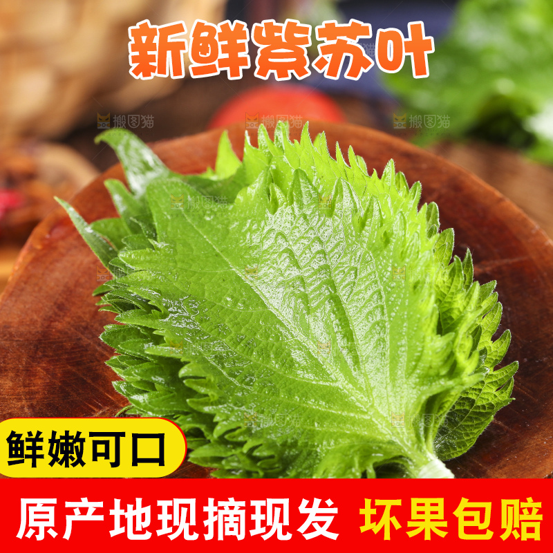 木底上的新鲜紫苏叶