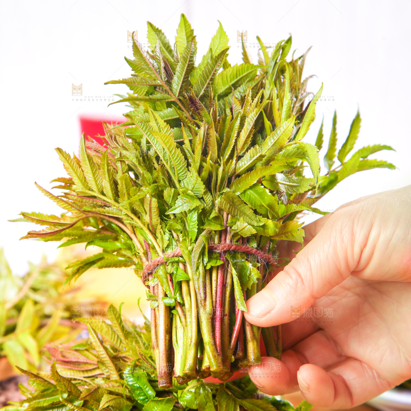 手拿香椿芽