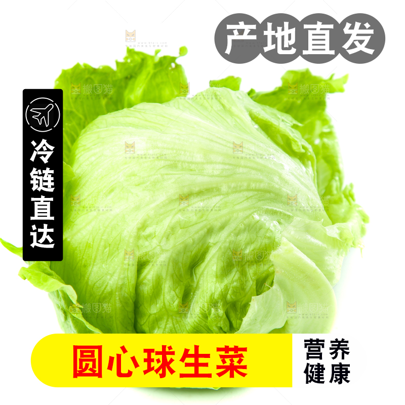 白底上的新鲜生菜