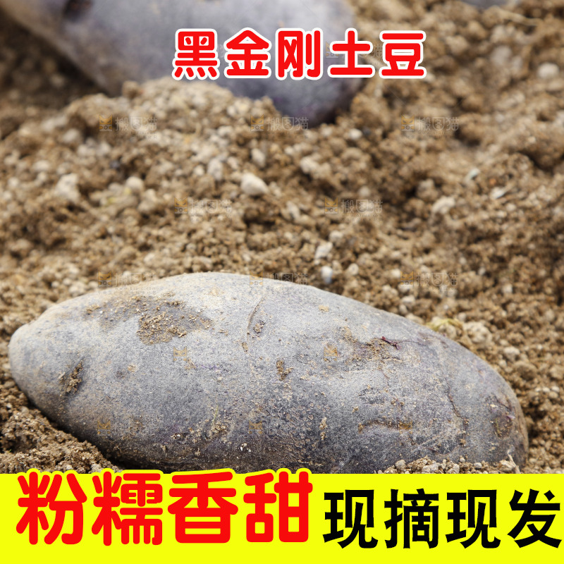 土地里的黑皮紫心土豆