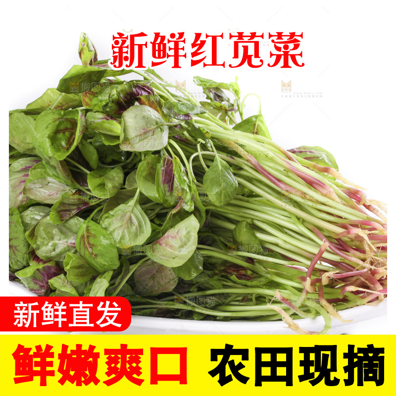 一盘农家苋菜放在白底上