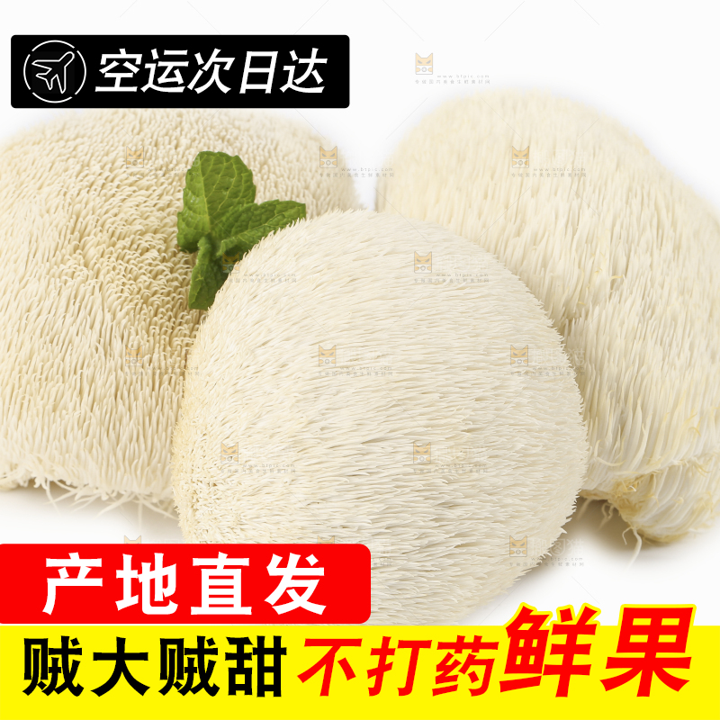 白底上放着东北山猴头菇
