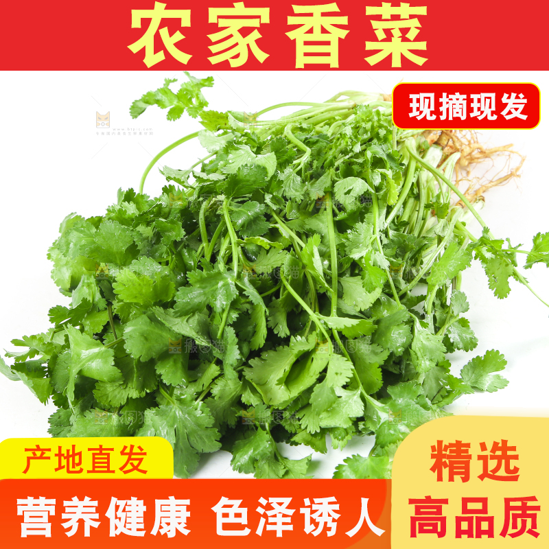 白底上的香菜
