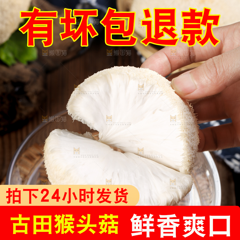 手里拿着新鲜猴头菇