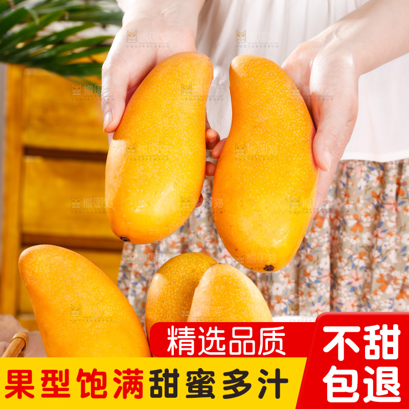 手拿新鲜金煌芒