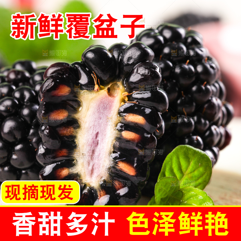 石板上的黑莓鲜果
