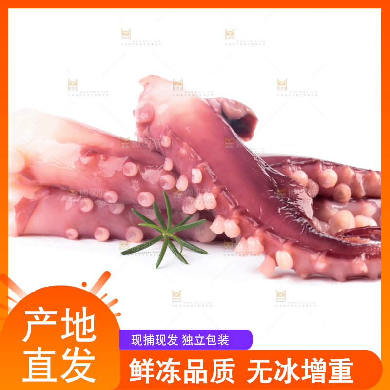 白底上的大鱿鱼