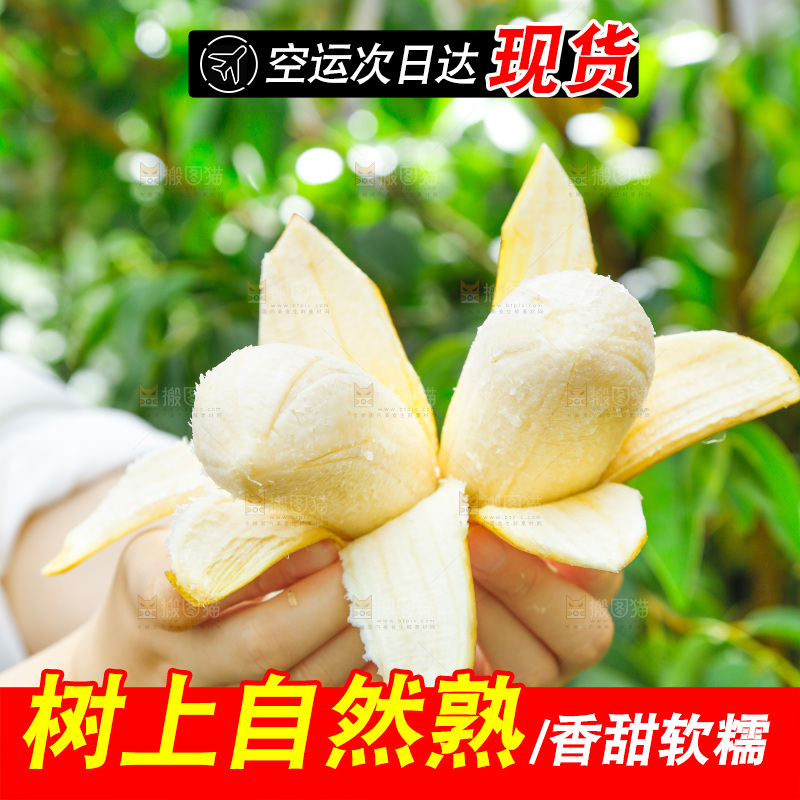 手拿剥皮的广西苹果蕉