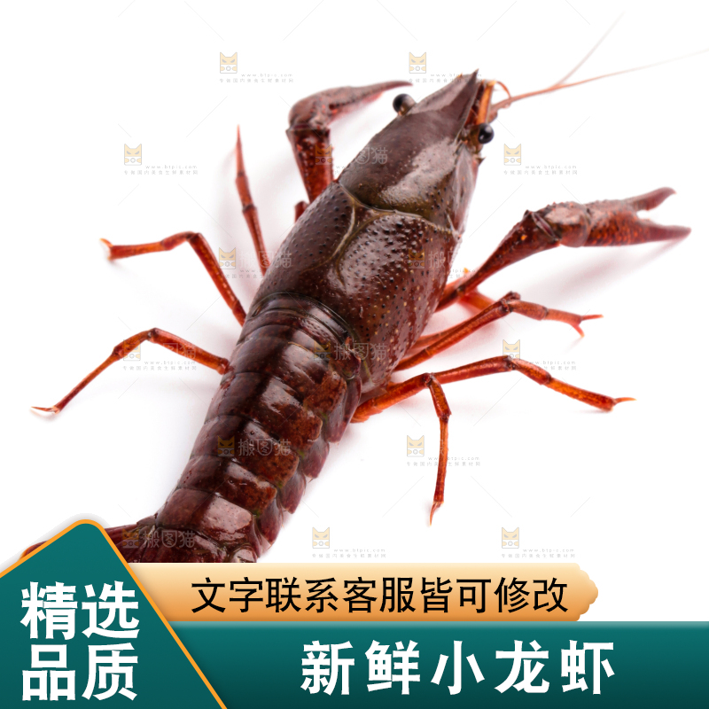 白底上放着潜江小龙虾
