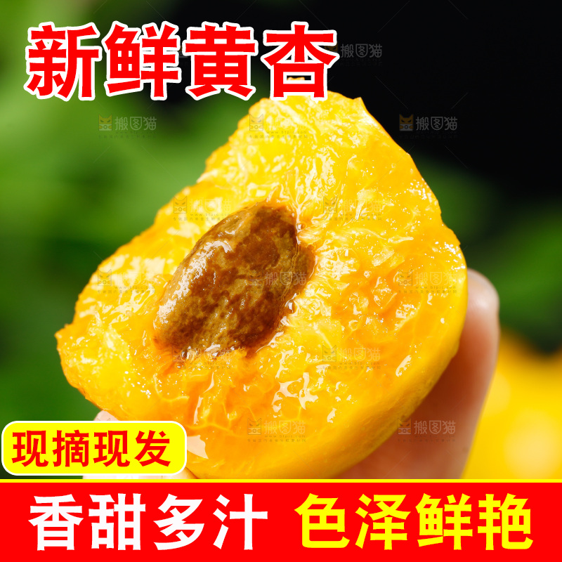 手拿掰开的大黄杏