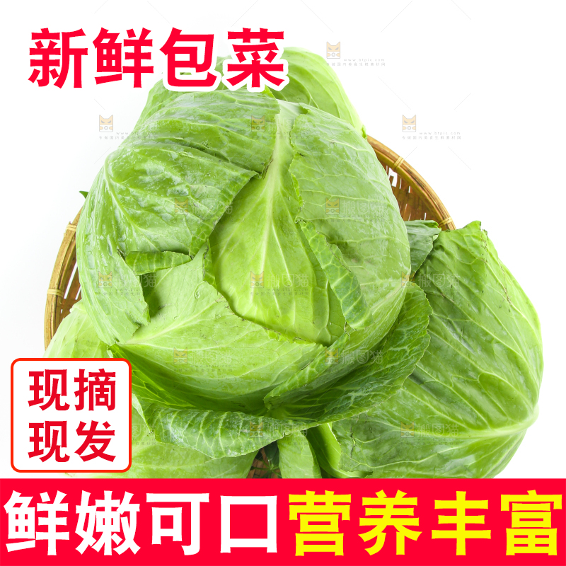 一筐新鲜包心菜放在白底上