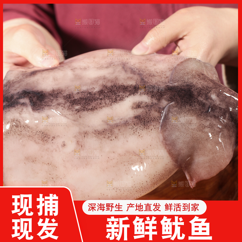 手里拿着鲜鱿鱼