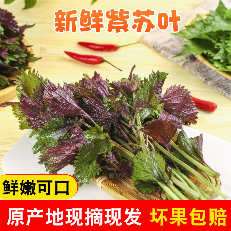 石板上的新鲜苏叶