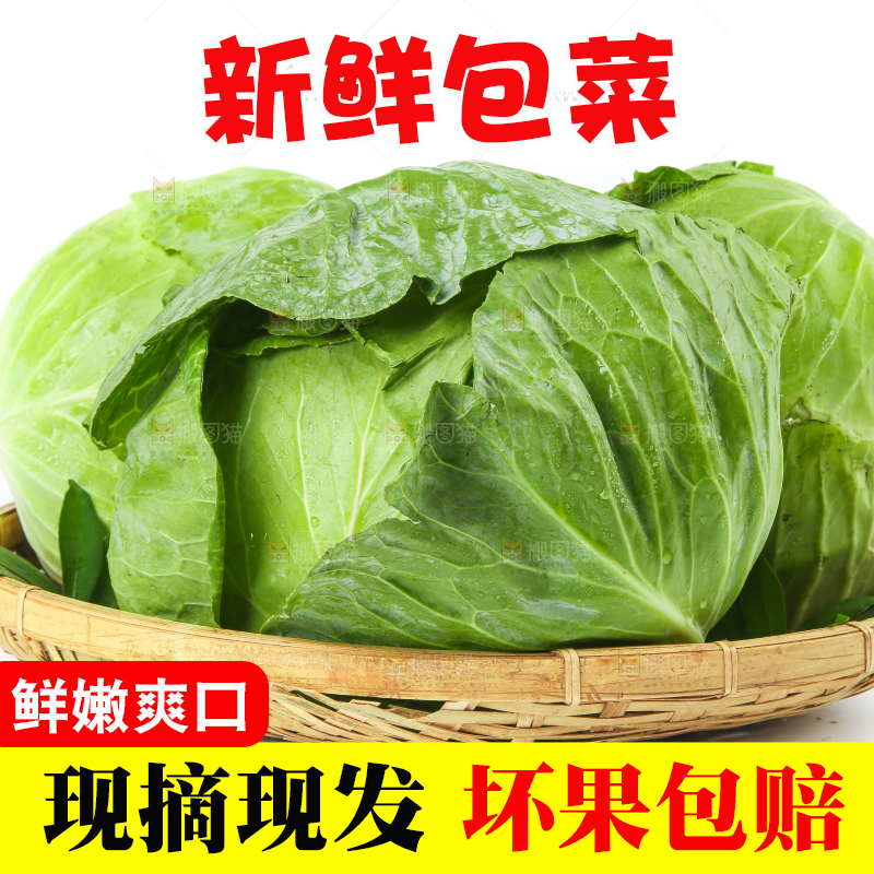 一筐新鲜包心菜放在白底上