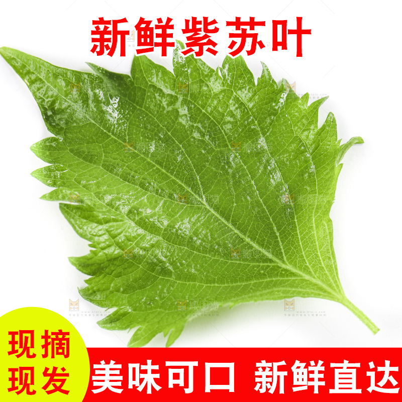 白底上的绿紫苏叶