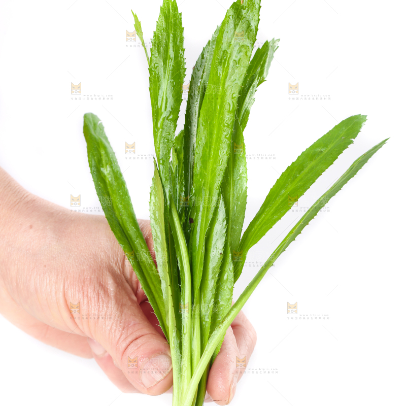手拿云南大香菜
