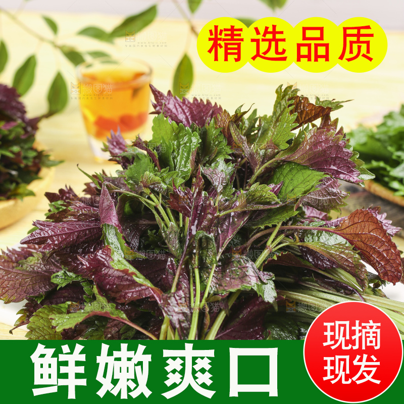 石板上的新鲜苏叶