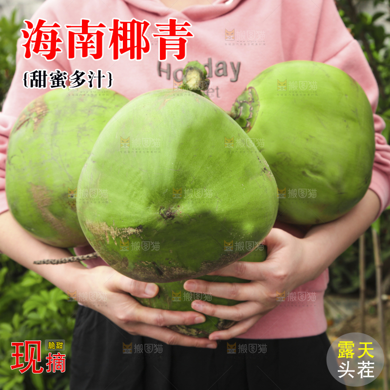 手拿海南大椰青