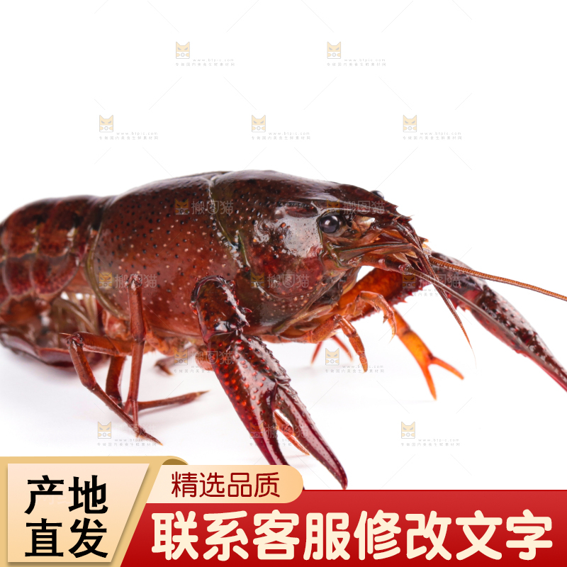 白底上放着潜江小龙虾