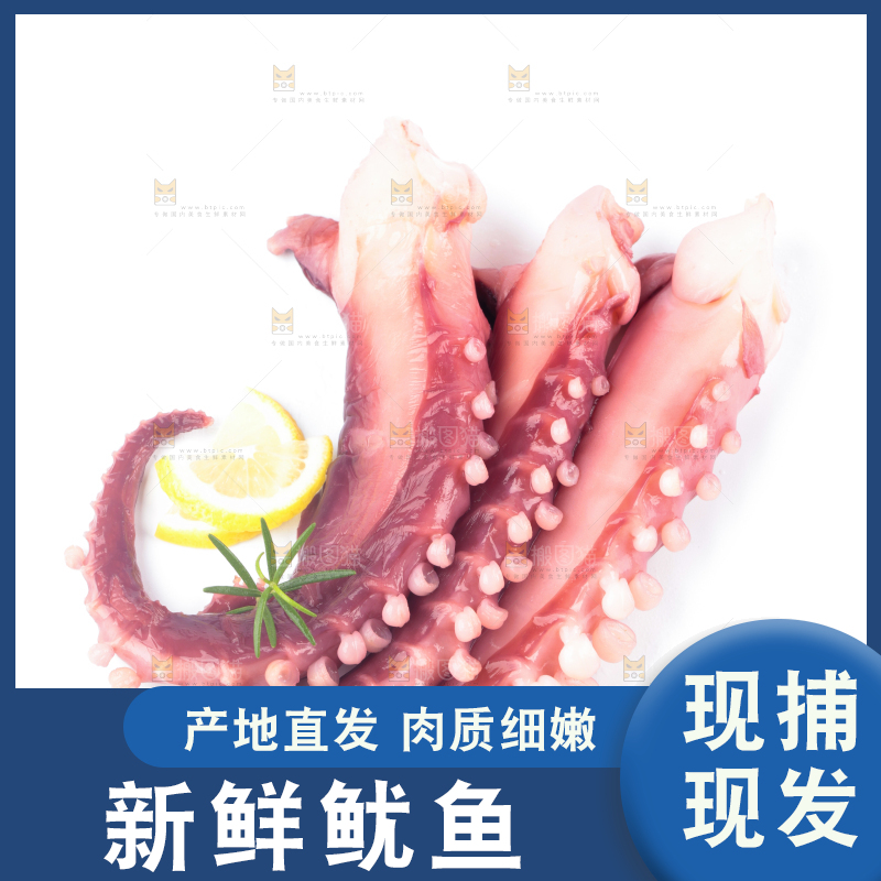 白底上的大鱿鱼