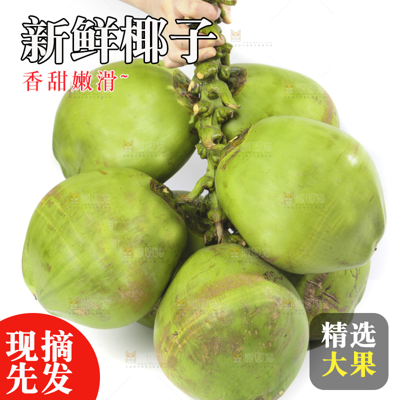 手拿大椰青