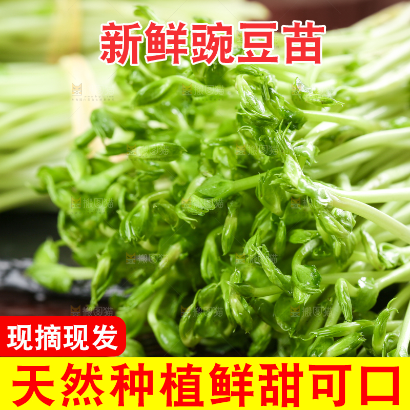 黑石板上的豌豆芽苗菜