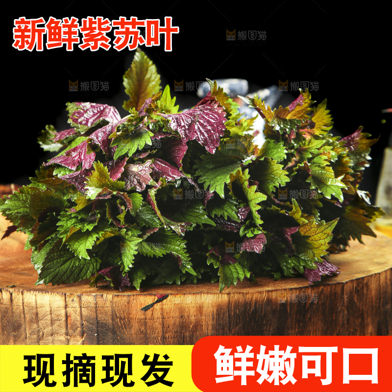 新鲜紫苏叶放在木底上