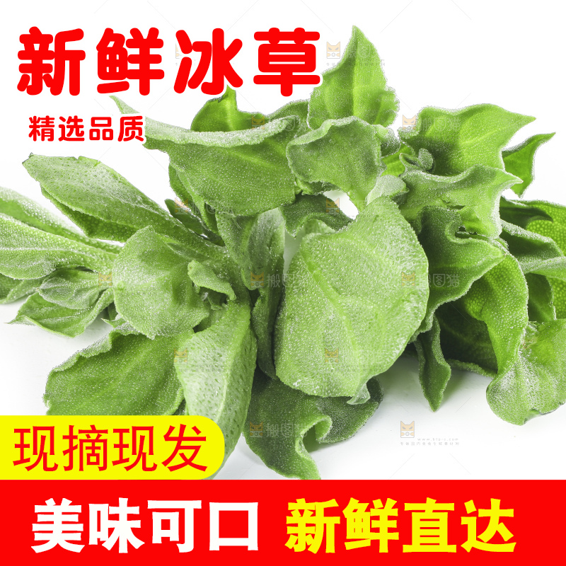白底上的冰草