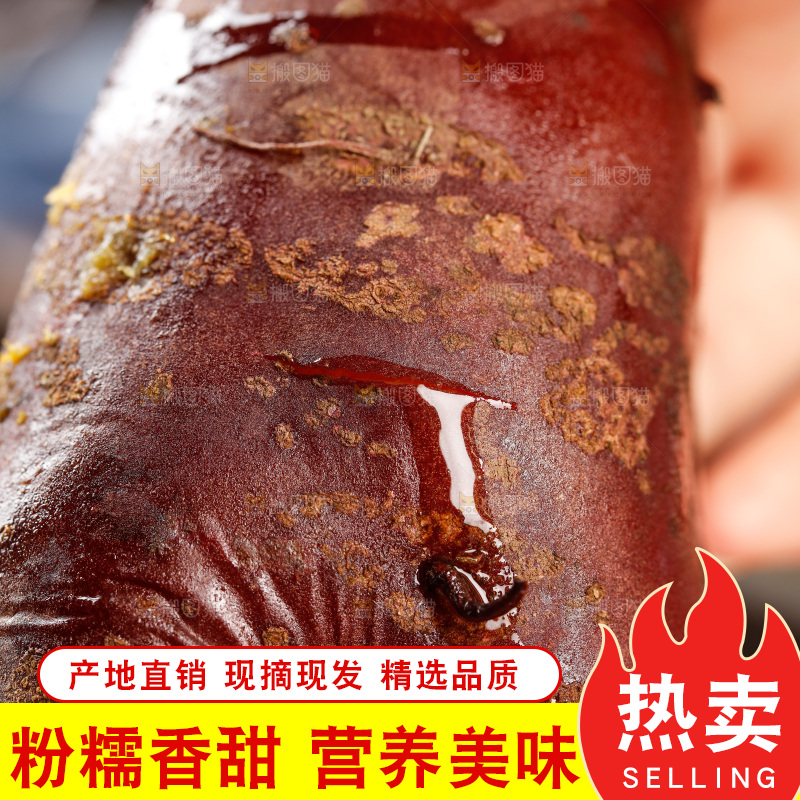 深底上的福建六鳌蜜薯