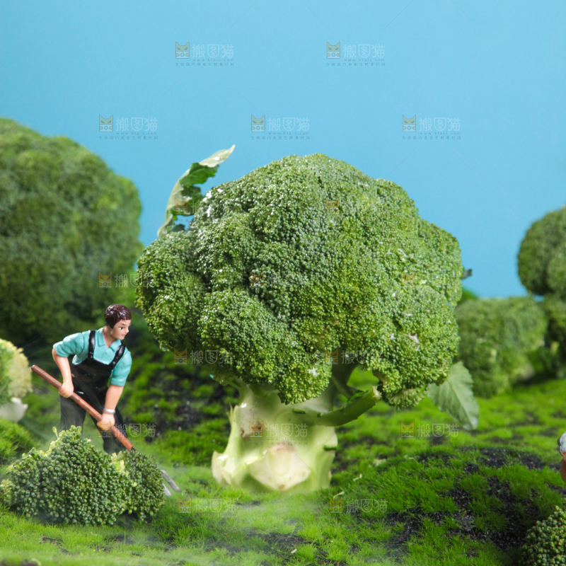 西兰花背景纹理