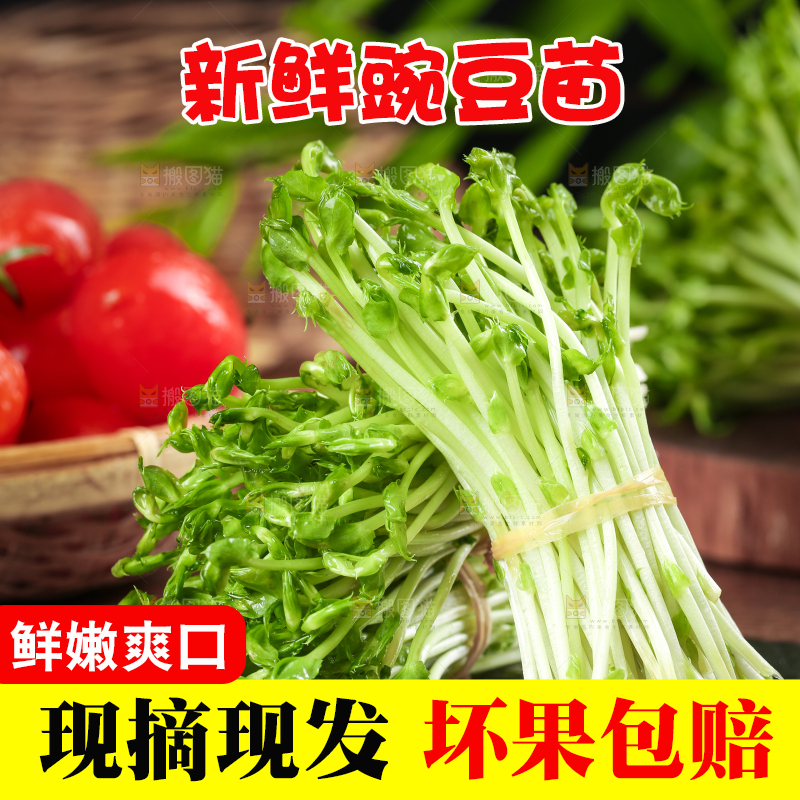 黑石板上的豌豆芽苗菜
