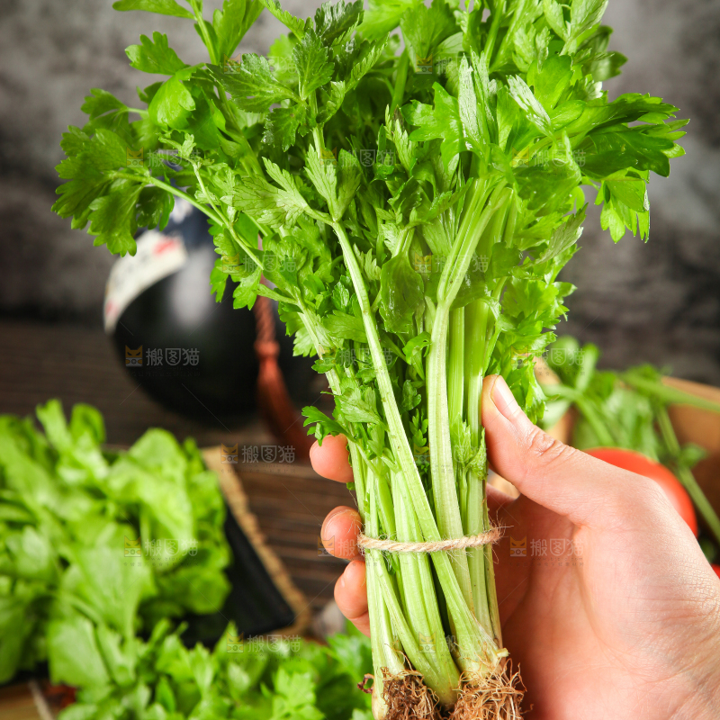 手拿新鲜芹菜