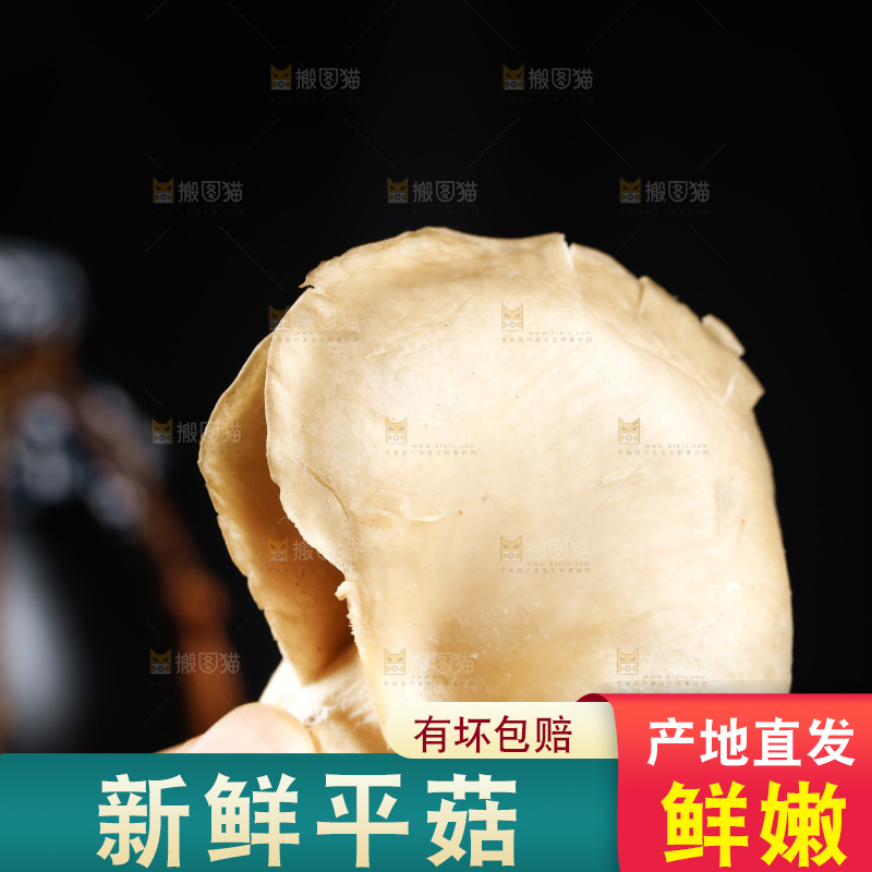 手拿新鲜平菇