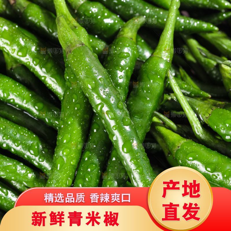 浅底上的朝天辣椒